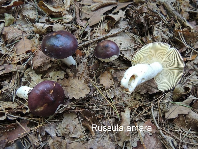Russula amara-amf1709.jpg - Russula amara ; Syn1: Russula caerulea ; Syn2: Russula caerulea var. umbonata ; Nom français: Russule mamelonnée